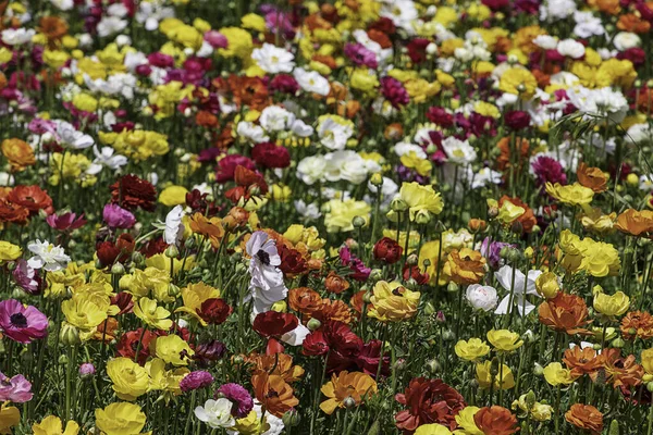 Champs Fleurs Jardin Multicolore Cultivé Buttercups Israel — Photo