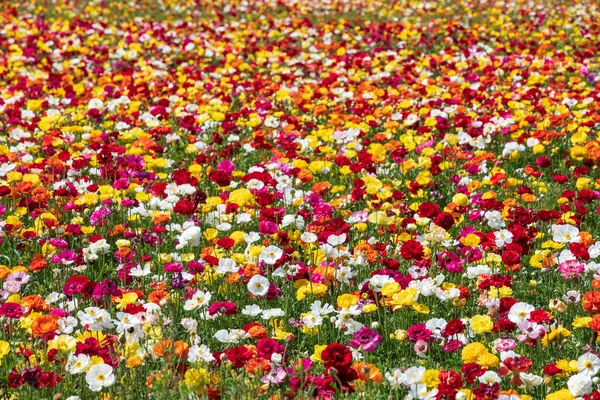 Champs Fleurs Jardin Multicolore Cultivé Buttercups Israel — Photo