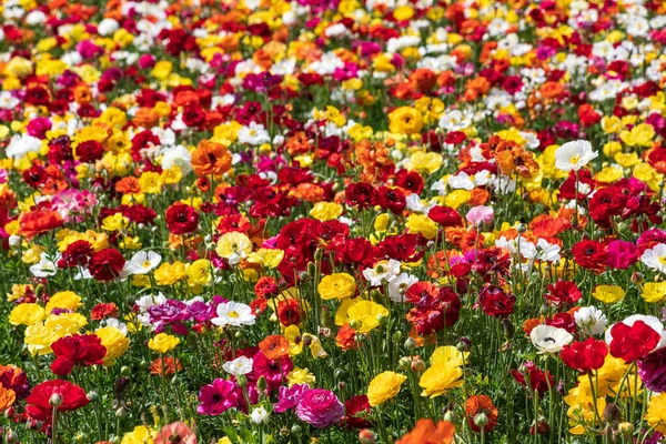 Champs Fleurs Jardin Multicolore Cultivé Buttercups Israel — Photo