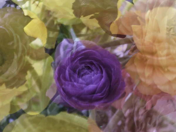 Fondo floral abstracto de flores de buñuelos. Exposición múltiple — Foto de Stock