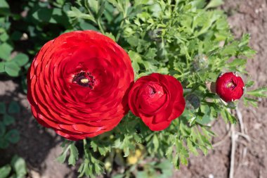 Kırmızı ekilmiş çiçek bahçesi çiçekleri. Arka plan bulanık.