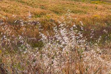 Hasat. Olgun buğday tarlaları ve çiçekler.