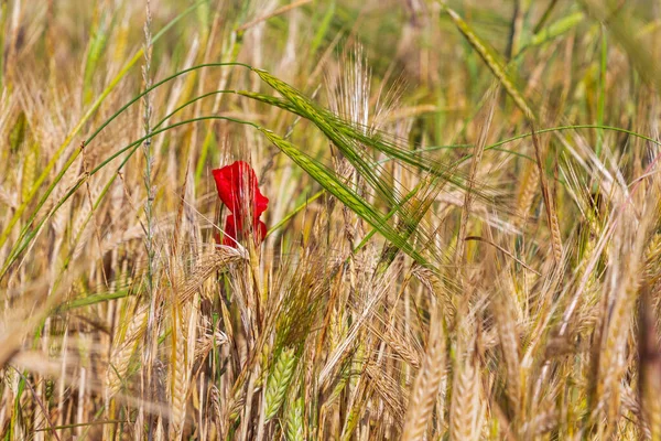 Hasat Olgun Buğday Tarlaları Çiçekler — Stok fotoğraf