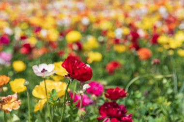 Çok renkli bahçe çiçeği tarlaları kapanıyor.