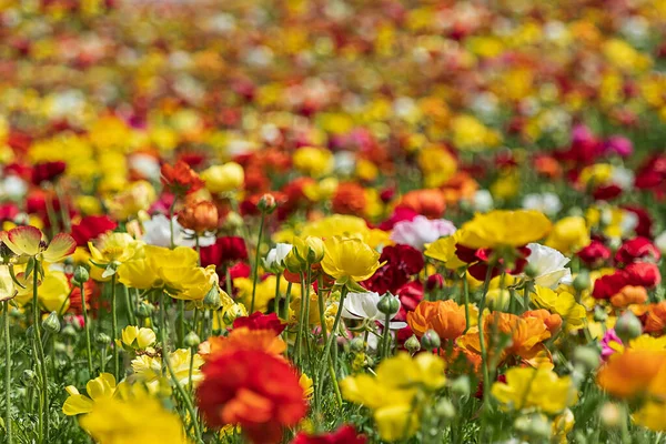 Champs Buttercups Jardin Cultivés Multicolores Gros Plan — Photo