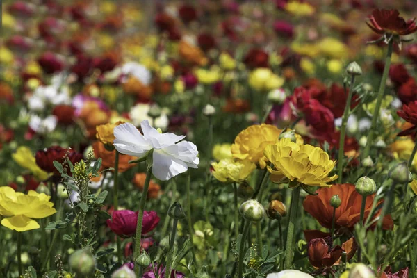 Champs Buttercups Jardin Cultivés Multicolores Gros Plan — Photo