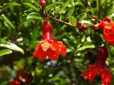 Çiçekli bir dal ve yeşil yapraklı bir arkaplandaki nar ağacının meyvesi.