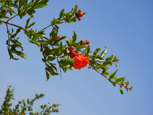 緑の葉と青空を背景に ザクロの木の花や果実の卵巣と枝 — ストック写真