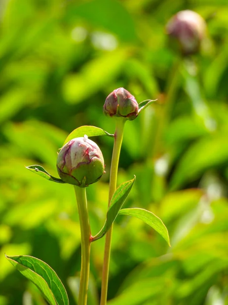 绿叶背景下粉红牡丹花蕾的特写 — 图库照片