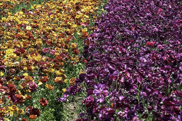 Champ Fleurs Multicolores Ranunculus Asiaticus Persian Buttercups Concentration Sélective — Photo