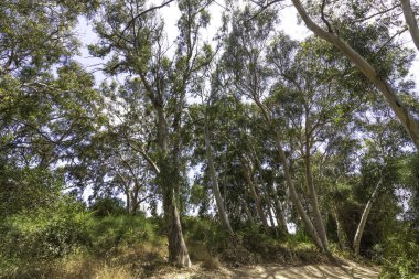 Okaliptüs ormanında yol. Ağaçların arasında güneş ışığı altında. Gökyüzünün arka planında bulutlarla. İsrail