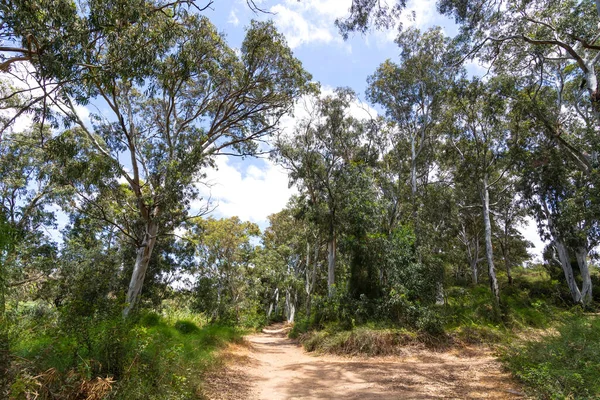 Pad Het Eucalyptusbos Tussen Bomen Het Zonlicht Achtergrond Van Lucht — Stockfoto