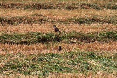 Tarım tarlasında yeni kesilmiş çimenlerle kuşların yakın çekimi.