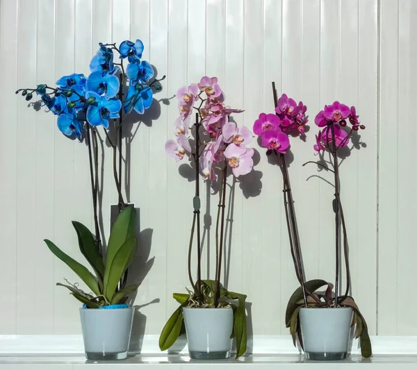 Fleurs Multicolores Orchidée Dans Des Pots Rapprochent — Photo