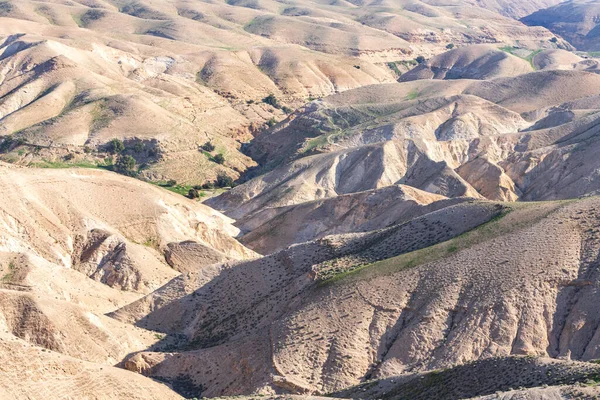Widok Zbocza Piaszczystych Gór Pustyni Judejskiej Pokryte Wiosenną Roślinnością Izrael — Zdjęcie stockowe
