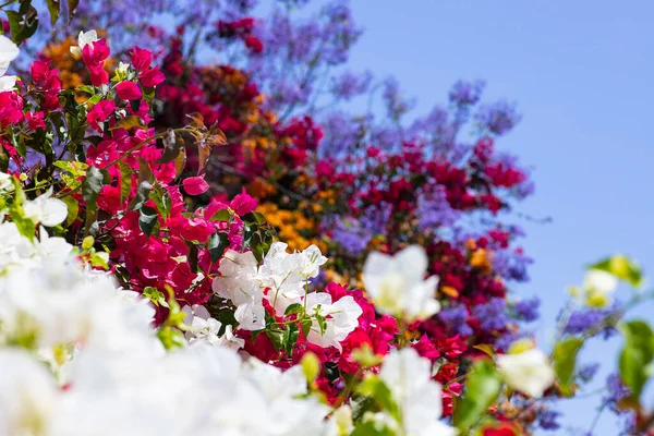 Цветочный Фон Разноцветной Бугенвиллеи Крупным Планом Селективный Фокус — стоковое фото