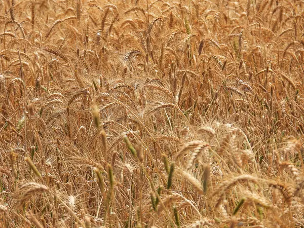 Närbild av det mogna vetefältet. Selektiv inriktning — Stockfoto
