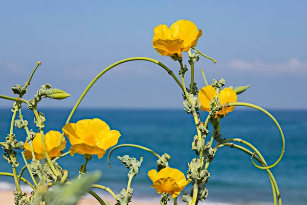 Gele bloemen van Glaucium flavum close-up op de achtergrond van de Middellandse Zee. Geel gehoornde papaver — Stockfoto
