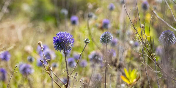 Purple Flowers Ball Headed Mordovnik Closeup Blurred Background Israel — Stock Photo, Image