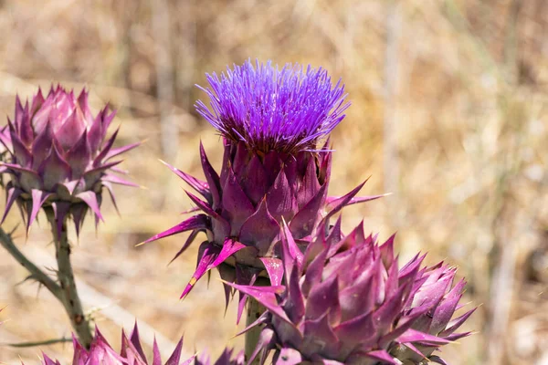 Cynara syriaca. Alcachofa silvestre siria primer plano sobre un fondo borroso —  Fotos de Stock