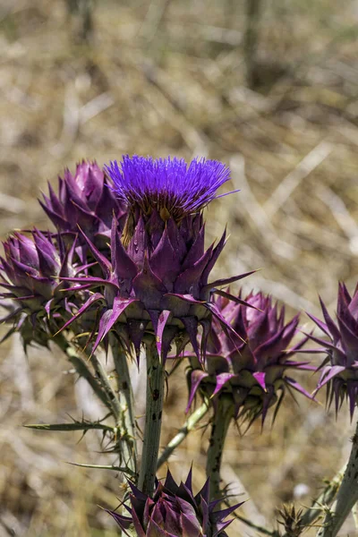 Cynara syriaca. Wilde syrische Artischocke in Nahaufnahme auf verschwommenem Hintergrund — Stockfoto