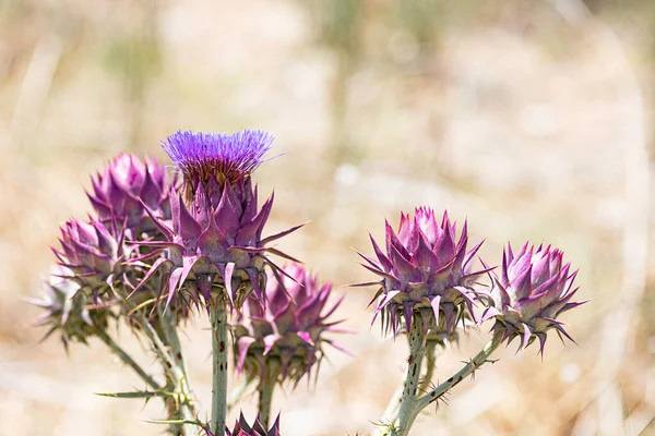 Cynara syriaca. Wilde syrische Artischocke in Nahaufnahme auf verschwommenem Hintergrund — Stockfoto