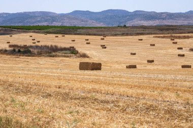 Ufukta ağaçlar ve tepeler olan biçilmiş bir tarladaki saman yığınları. Hasat.