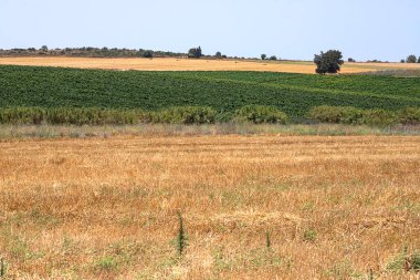 Üzerinde ağaçlar olan sarı ve yeşil tarım arazilerinin manzarası