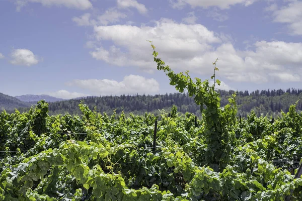 Vinhas Uva Vinha Close Céu Com Nuvens — Fotografia de Stock