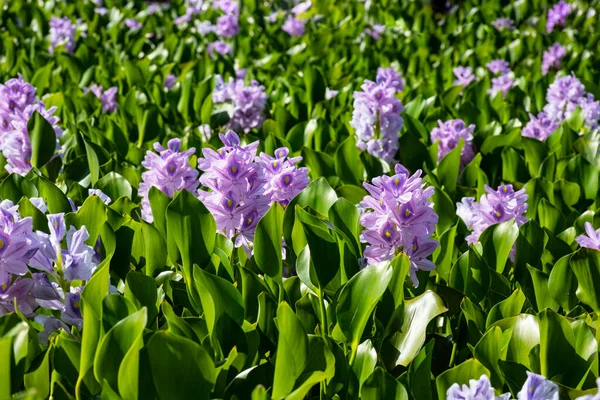 View Field Blooming Water Hyacinths Growing Natural Swamp Israel — Stock Photo, Image