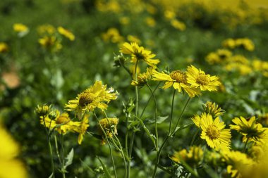Bulanık çiçekli arka planda sarı çiçekler. Seçici odak
