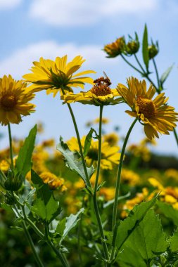 Gökyüzüne karşı bulutlu yakın plan sarı çiçekler. Seçici odak