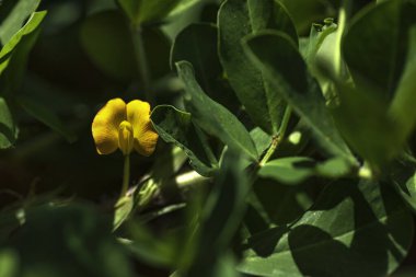 Bulanık çiçek arkaplanına yakın çekimde sarı fındık çiçeği. Seçici odak