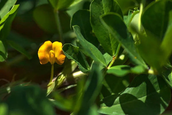 Gelbe Blume Der Erdnuss Großaufnahme Auf Einem Verschwommenen Floralen Hintergrund — Stockfoto