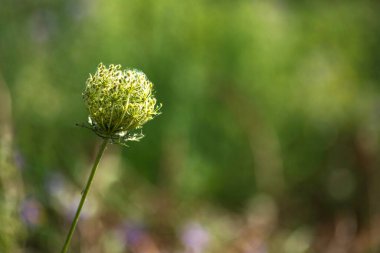 Çiçek arkaplan. Çiçeklerin yakın görüntüsü. Seçici odaklanma. Bulanık arkaplan