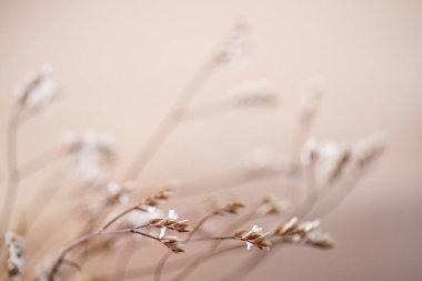 Çiçek arkaplan. Çiçeklerin yakın görüntüsü. Seçici odaklanma. Bulanık arkaplan