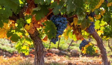 Renkli sonbahar yapraklarındaki olgun şarap üzümlerinin yakın görüntüsü. Seçici odaklanma. İsrail
