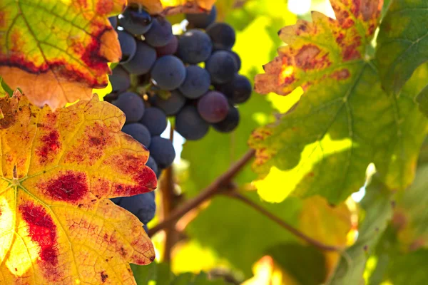 Close View Bunches Ripe Wine Grapes Colorful Autumn Leaves Selective — Stock Photo, Image