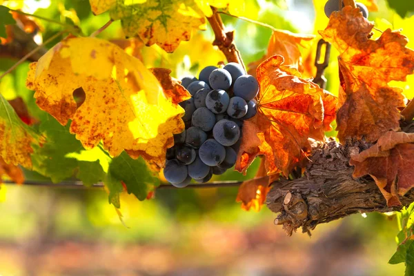 Close Van Trossen Rijpe Wijndruiven Kleurrijke Herfstbladeren Selectieve Focus Israël — Stockfoto