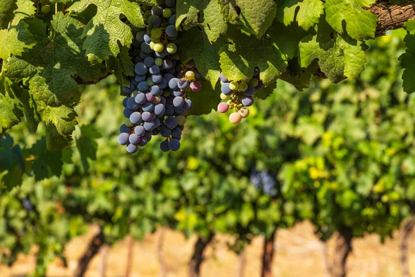 Vista de racimos de uvas de vino maduras en hojas verdes en el viñedo. Enfoque selectivo. — Foto de Stock