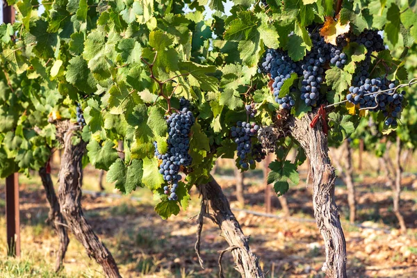 Vista de racimos de uvas de vino maduras en hojas verdes en el viñedo. Enfoque selectivo. —  Fotos de Stock