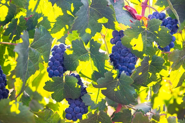 View of bunches of ripe wine grapes in green leaves in backlit. Selective focus. — Stock Photo, Image