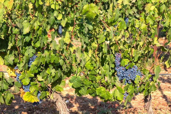 Vista de racimos de uvas de vino maduras en hojas verdes en el viñedo. Enfoque selectivo. —  Fotos de Stock