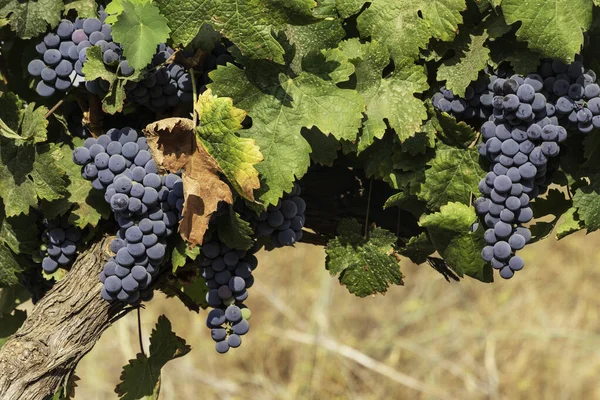 Vista de racimos de uvas de vino maduras en hojas verdes en el viñedo. Enfoque selectivo. — Foto de Stock