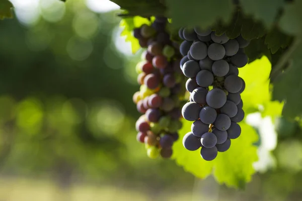 View of bunches of ripe wine grapes in green leaves in the vineyard. Selective focus. — Stock Photo, Image
