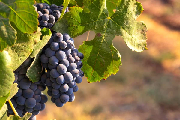 View of bunches of ripe wine grapes in green leaves in the vineyard. Selective focus. — Stock Photo, Image