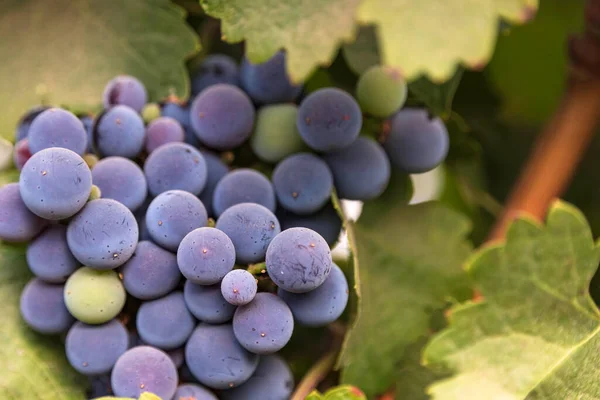 View of bunches of ripe wine grapes in green leaves in the vineyard. Selective focus. — Stock Photo, Image
