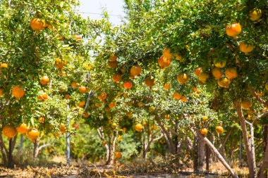 Dallarında olgunlaşmamış nar ve nar ağaçları olan meyve bahçesinin manzarası. Seçici odak