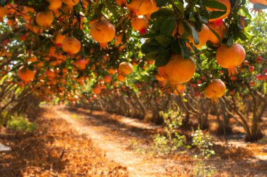Dallarında olgunlaşmamış nar ve nar ağaçları olan meyve bahçesinin manzarası. Seçici odaklanma. İsrail