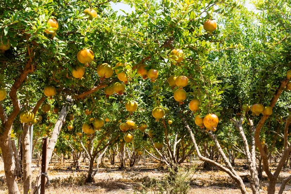 Vista Del Huerto Con Granados Con Granadas Inmaduras Las Ramas — Foto de Stock